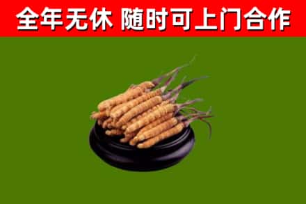 大鹏烟酒回收冬虫夏草.jpg
