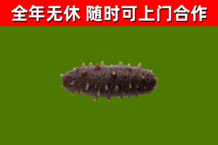 大鹏烟酒回收干海参.jpg